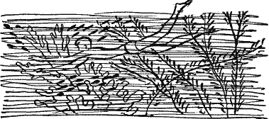 Морской сундучок