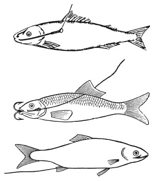 Жизнь и ловля пресноводных рыб