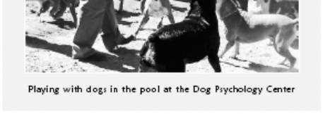 Cesar's Way - The Natural, Everyday Guide to Understanding and Correcting Common Dog Problems