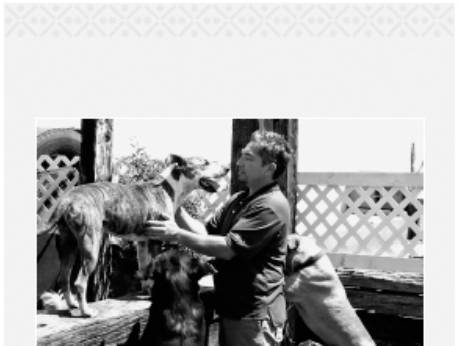 Cesar's Way - The Natural, Everyday Guide to Understanding and Correcting Common Dog Problems