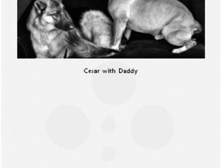 Cesar's Way - The Natural, Everyday Guide to Understanding and Correcting Common Dog Problems