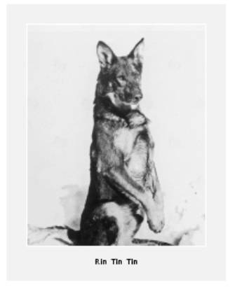 Cesar's Way - The Natural, Everyday Guide to Understanding and Correcting Common Dog Problems