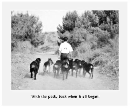 Cesar's Way - The Natural, Everyday Guide to Understanding and Correcting Common Dog Problems