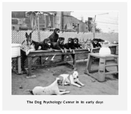 Cesar's Way - The Natural, Everyday Guide to Understanding and Correcting Common Dog Problems