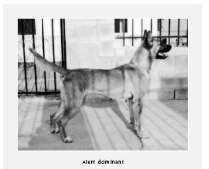 Cesar's Way - The Natural, Everyday Guide to Understanding and Correcting Common Dog Problems