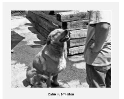 Cesar's Way - The Natural, Everyday Guide to Understanding and Correcting Common Dog Problems