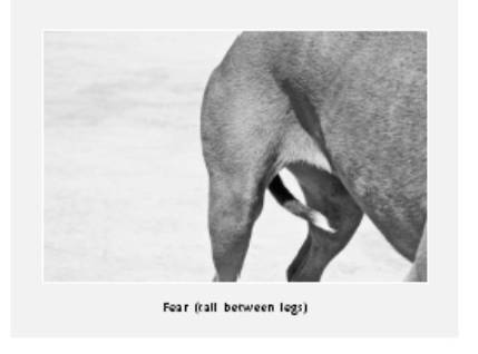 Cesar's Way - The Natural, Everyday Guide to Understanding and Correcting Common Dog Problems