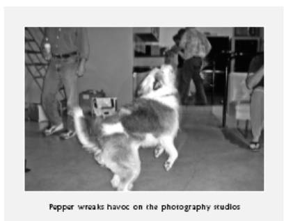 Cesar's Way - The Natural, Everyday Guide to Understanding and Correcting Common Dog Problems