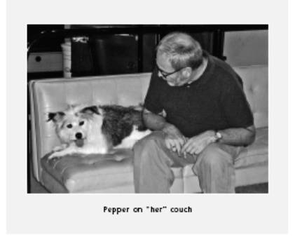 Cesar's Way - The Natural, Everyday Guide to Understanding and Correcting Common Dog Problems