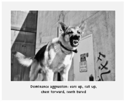 Cesar's Way - The Natural, Everyday Guide to Understanding and Correcting Common Dog Problems