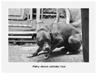 Cesar's Way - The Natural, Everyday Guide to Understanding and Correcting Common Dog Problems