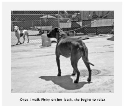 Cesar's Way - The Natural, Everyday Guide to Understanding and Correcting Common Dog Problems