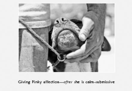 Cesar's Way - The Natural, Everyday Guide to Understanding and Correcting Common Dog Problems