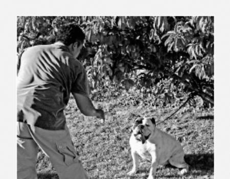 Cesar's Way - The Natural, Everyday Guide to Understanding and Correcting Common Dog Problems