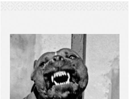 Cesar's Way - The Natural, Everyday Guide to Understanding and Correcting Common Dog Problems