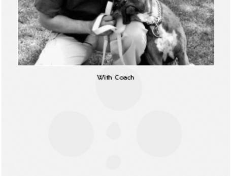 Cesar's Way - The Natural, Everyday Guide to Understanding and Correcting Common Dog Problems
