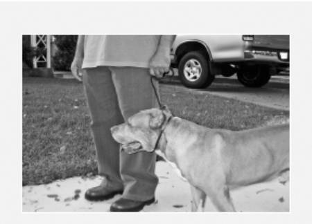 Cesar's Way - The Natural, Everyday Guide to Understanding and Correcting Common Dog Problems