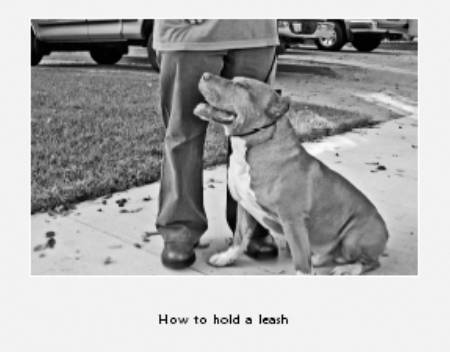 Cesar's Way - The Natural, Everyday Guide to Understanding and Correcting Common Dog Problems
