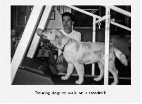 Cesar's Way - The Natural, Everyday Guide to Understanding and Correcting Common Dog Problems
