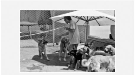 Cesar's Way - The Natural, Everyday Guide to Understanding and Correcting Common Dog Problems