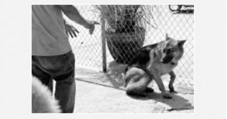 Cesar's Way - The Natural, Everyday Guide to Understanding and Correcting Common Dog Problems