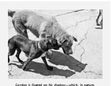Cesar's Way - The Natural, Everyday Guide to Understanding and Correcting Common Dog Problems