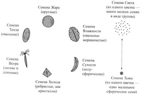 Су Джок семянотерапия