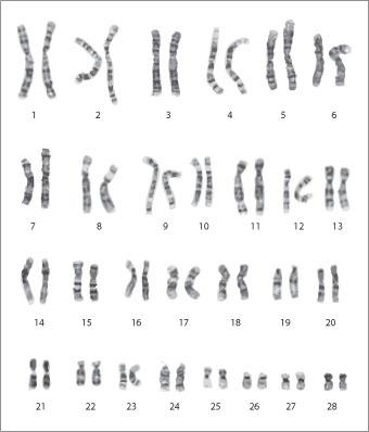 cell division chart