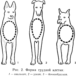 наши четвероногие друзья
