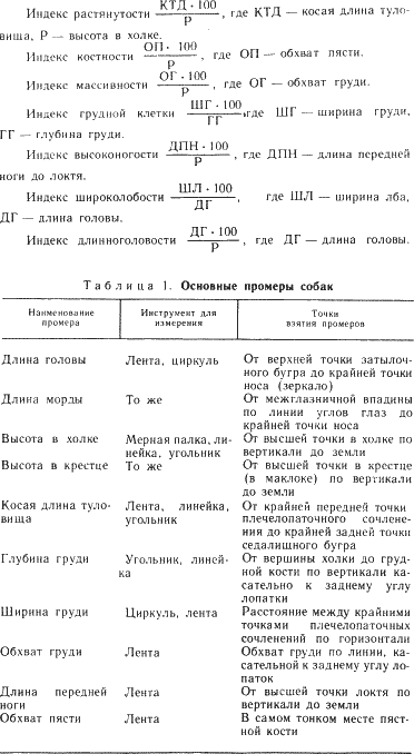 наши четвероногие друзья