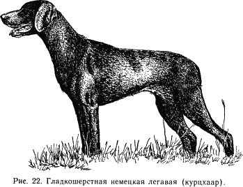 наши четвероногие друзья