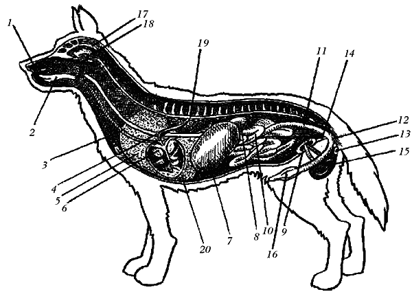 Немецкая овчарка
