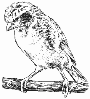 Канарейки