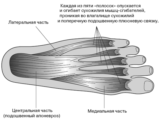 Все о здоровье ваших ног. От младенчества до старости